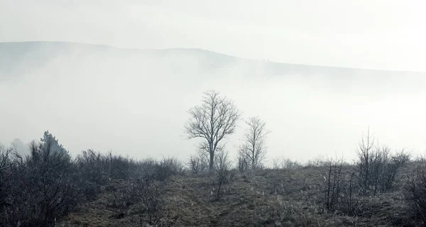 Magical Early Morning Fog — Stock Photo, Image