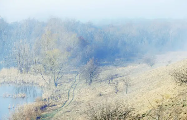 Forest Fog Early Morning — Stock Photo, Image