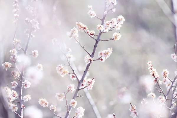 Квіткова Гілка Дикого Абрикоса — стокове фото