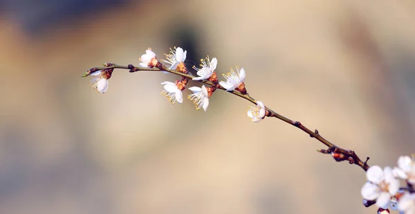 太陽の下で咲く二人の桜 — ストック写真