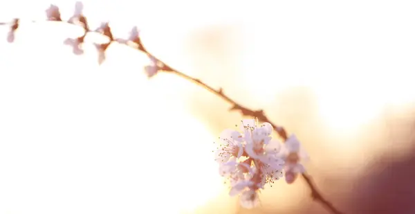 Ramita Floreciendo Cerezo Sol — Foto de Stock
