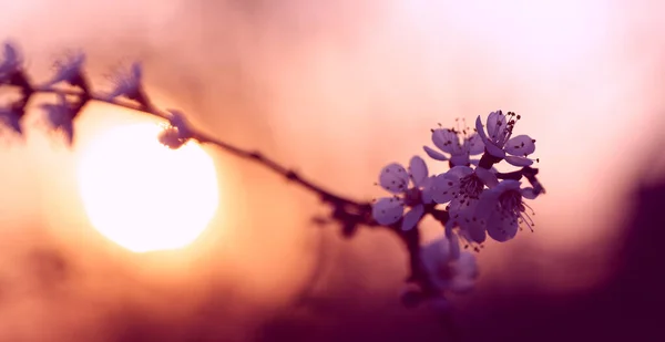Rameau Fleurs Cerise Soleil — Photo