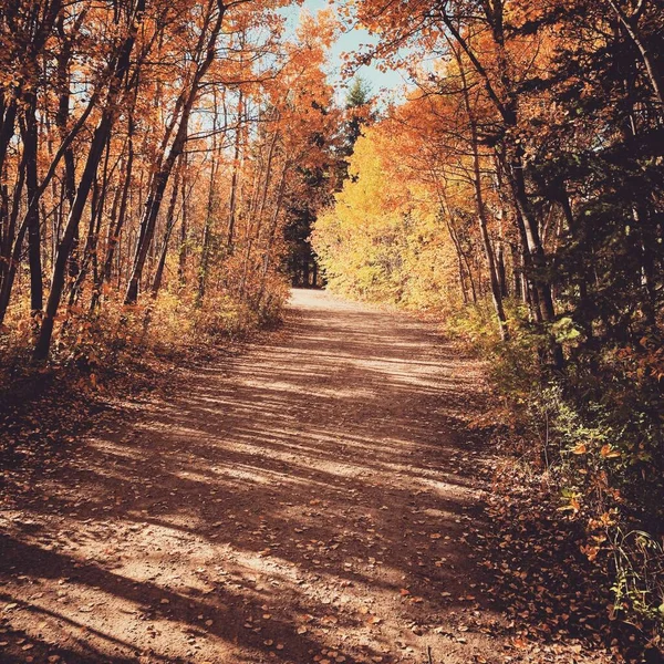 Hermoso paisaje de otoño canadiense con hojas de otoño de color —  Fotos de Stock