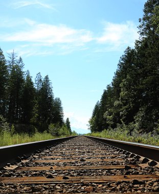 İki tarafında ağaçlar olan tren rayları.