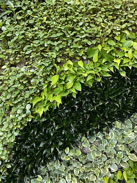 Beautiful living wall with green plants different colors — Stock Photo, Image