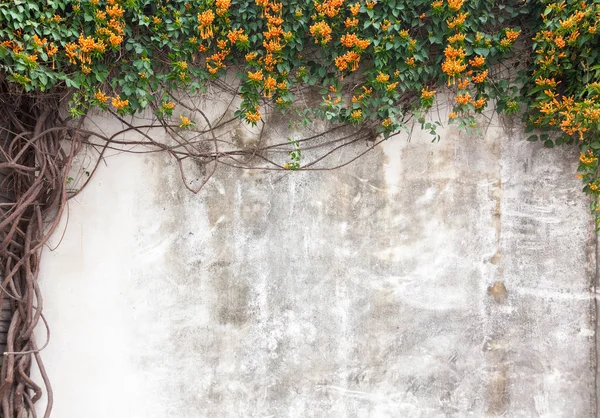 Old cement wall with green vines and flower in garden,Fuzhou,Fuj — Stock Photo, Image