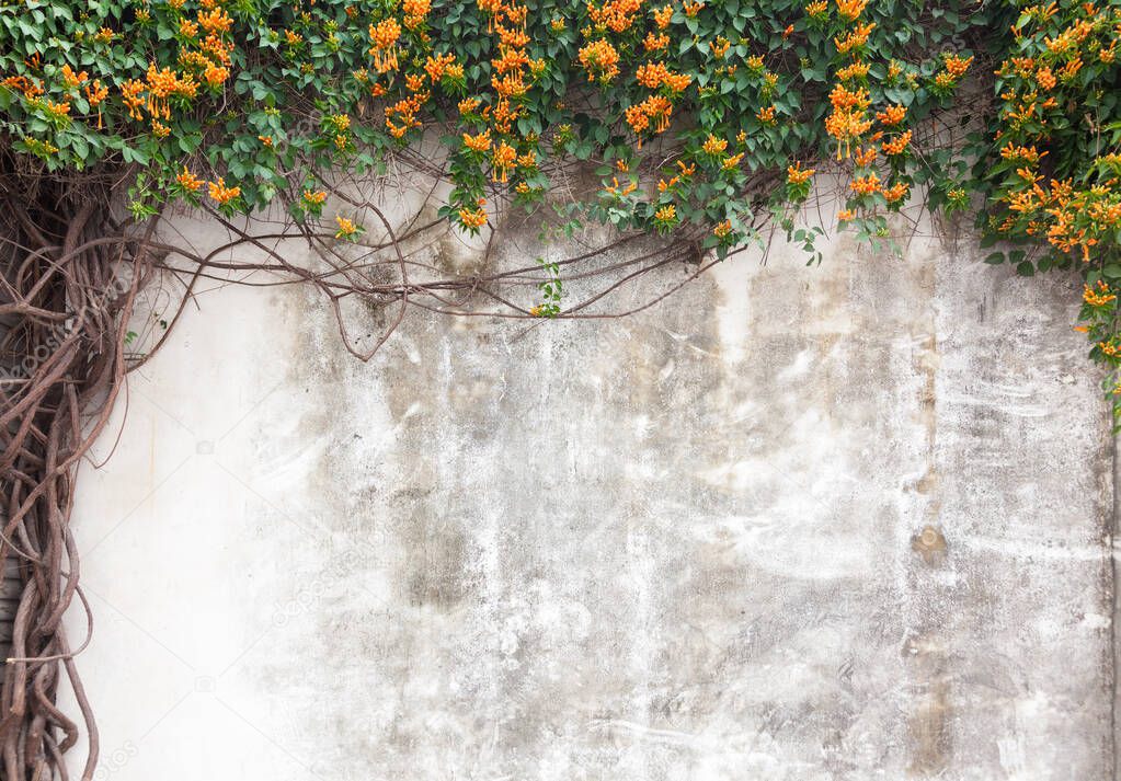 Old cement wall with green vines and flower in garden,Fuzhou,Fuj