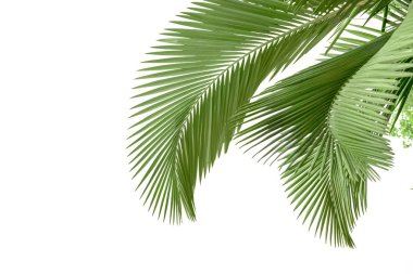 plam yaprakları üzerinde beyaz izole