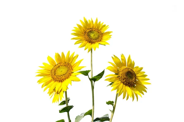 Bouquet Fresh Blooming Sunflowers Isolated White Backgrounds Field — Stock Photo, Image