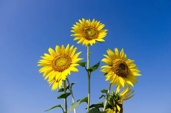 Buketten Färska Blommande Solrosor Isolerad Blå Himmel Bakgrunder Fält — Stockfoto