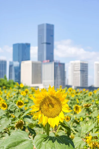 Fresh Blooming Sunflowers Field Cityscape Backgrounds Fuzhou Fujian China — Stock Photo, Image