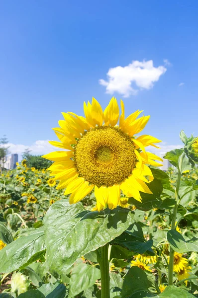 Färska Blommande Solrosor Fält Med Blå Himmel Bakgrunder — Stockfoto