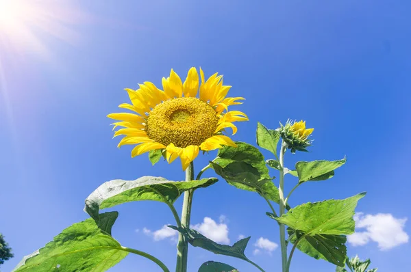 Buketten Färska Blommande Solrosor Isolerad Blå Himmel Bakgrunder Fält — Stockfoto
