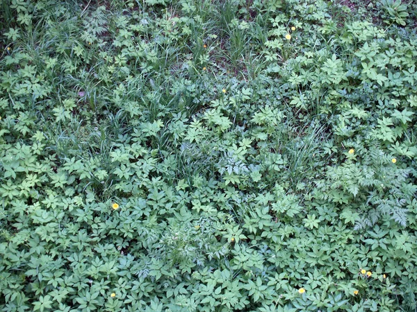 Gräs och blommor — Stockfoto