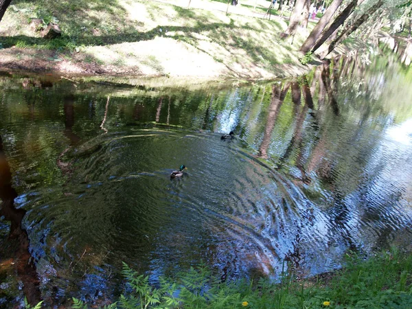 Reflexão de árvores na superfície ondulante de uma lagoa com pato — Fotografia de Stock