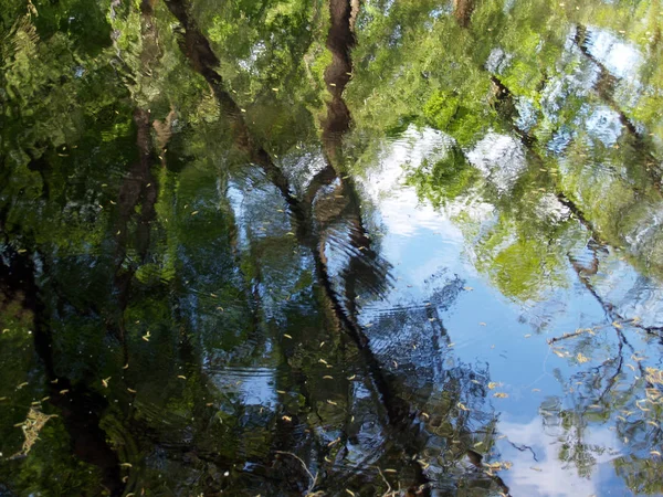Reflexão de árvores na superfície ondulante de uma lagoa — Fotografia de Stock