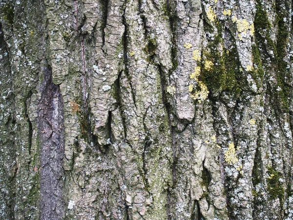 The beautiful  bark with green moss — Stock Photo, Image