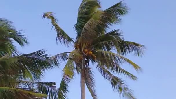 Una imagen de dos bonitas palmeras en el cielo azul y soleado — Vídeos de Stock