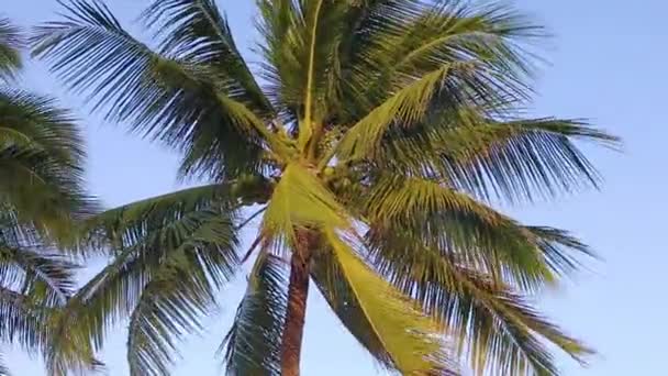 Изображение двух красивых пальм в голубом солнечном небе — стоковое видео