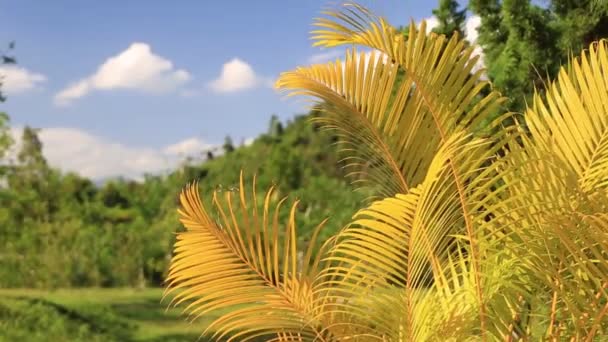 Žluté palmové listy nebo Zlatá třtinová palma, Areca palmové listy, Tropické listy izolované na bílém podkladu se zastřihovací pěšinou — Stock video