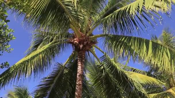 Mooie palmen blad op blauwe lucht achtergrond — Stockvideo