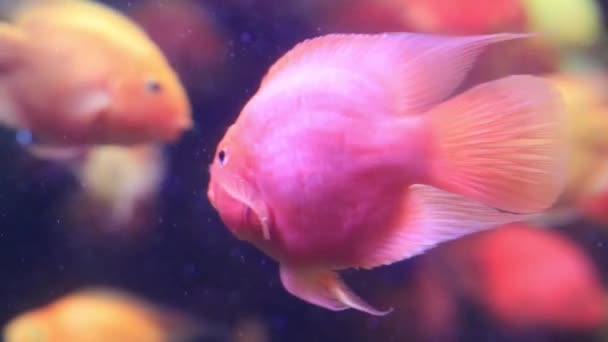 Recibiendo pescado rosado en el acuario se cierra — Vídeos de Stock