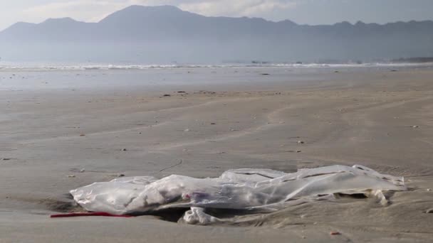 Tortuga marina capturada en red de pesca, Costa Rica, América Central — Vídeo de stock