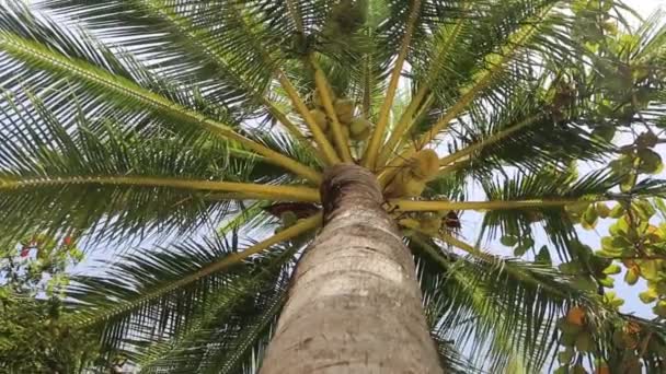 Vackra palmer löv på blå himmel bakgrund — Stockvideo