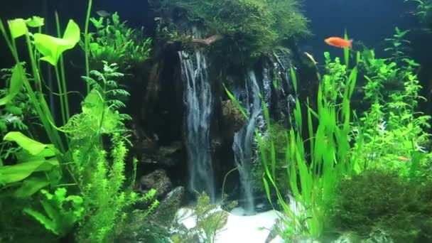 Aquarium algues vertes et cascade à l'intérieur — Video