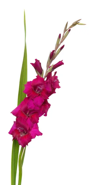 Belle fleur de gladiole — Photo