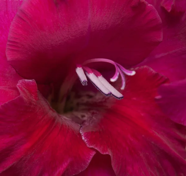 グラジオラスの花。バック グラウンド. — ストック写真