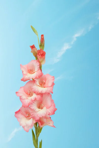 Beautiful gladiolus flower — Stock Photo, Image