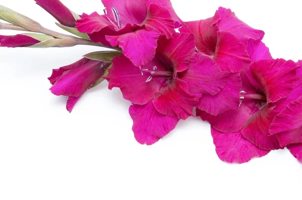 Beautiful gladiolus flower — Stock Photo, Image