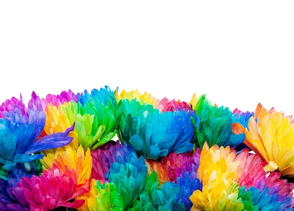 Rainbow chrysanthemum flower — Stock Photo, Image