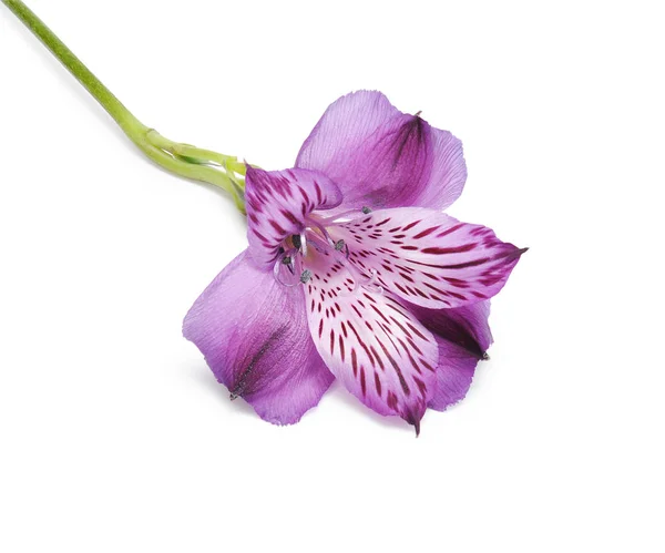 Alstroemeria — Fotografia de Stock