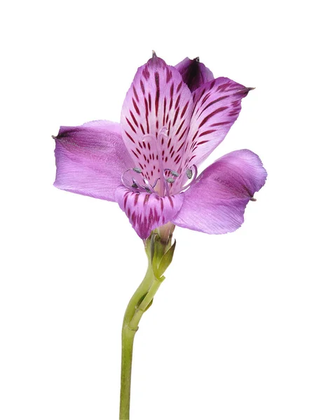 Alstroemeria — Fotografia de Stock