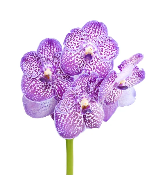 Орхидея Ванда — стоковое фото