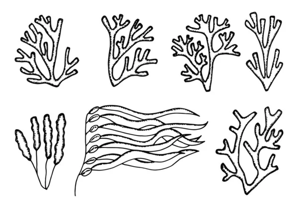 Rumput laut siap. siluet pada sketsa latar belakang putih dalam isolatio - Stok Vektor