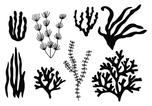 seaweed set. silhouette on a white background sketch in isolatio