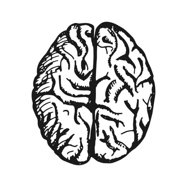 Menschliches Gehirn erwachsenes Objekt isoliert — Stockvektor