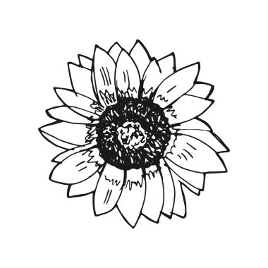 Yapraklı ayçiçeği izole edilmiş nesne