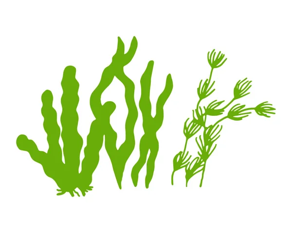 Algues vertes aliments vitamines et minéraux. croquis silhouette — Image vectorielle
