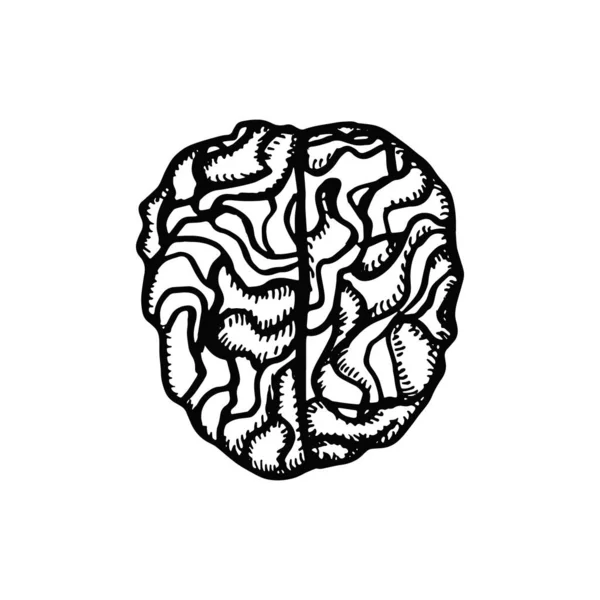 Dibujo Del Dibujo Del Cerebro Vector Fondo Blanco — Foto de Stock