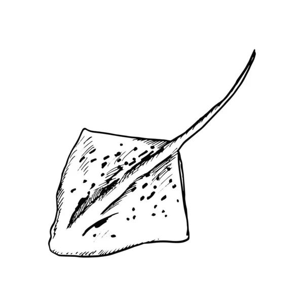 Fish Stingray Sketch Drawing White Background Vector — Stock Photo, Image