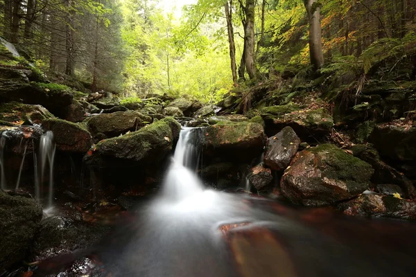 Brook in the autumn forest — Stock Photo, Image