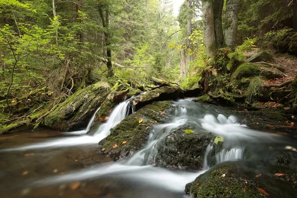 Arroyo forestal a principios de otoño — Foto de Stock