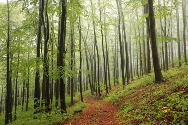 Puslu kayın ormanı yolundan