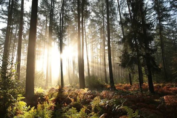 Bosque de coníferas brumosas al amanecer — Foto de Stock