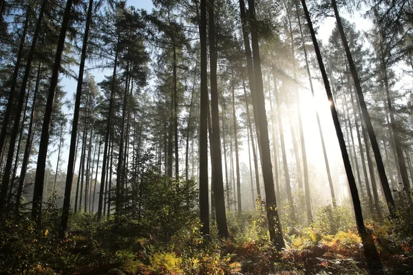 Bosque de coníferas brumosas al amanecer — Foto de Stock