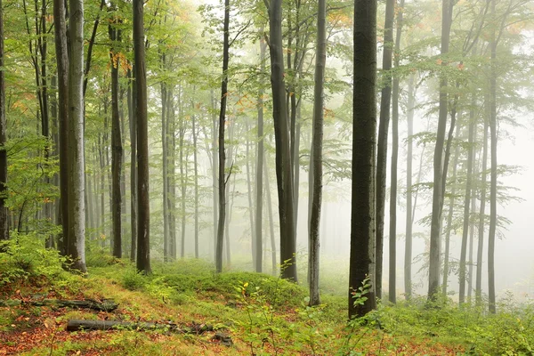 Bosque de haya de otoño en tiempo de niebla . —  Fotos de Stock